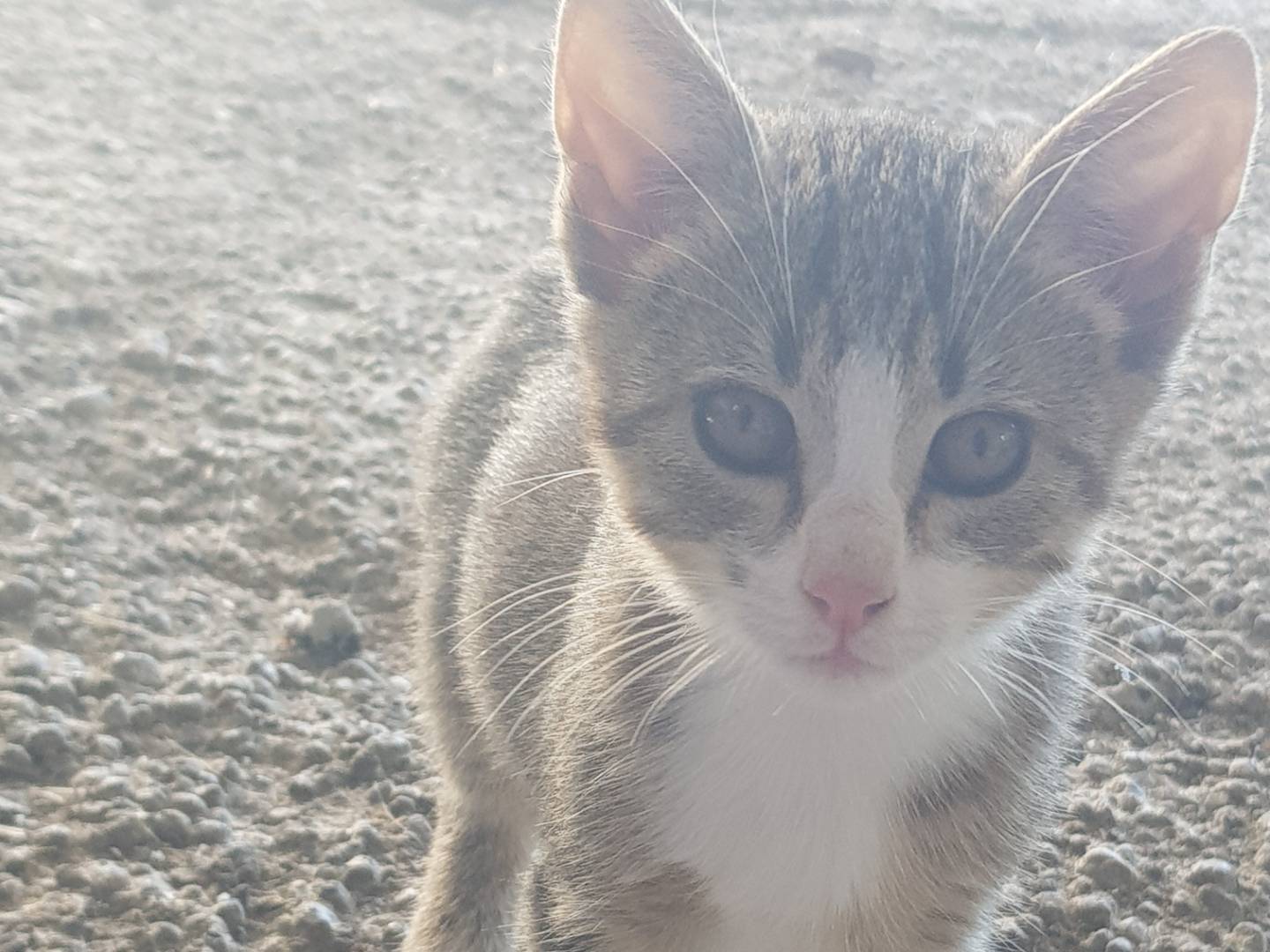 Adotta un gatto, femmina, 4 mesi, Parma