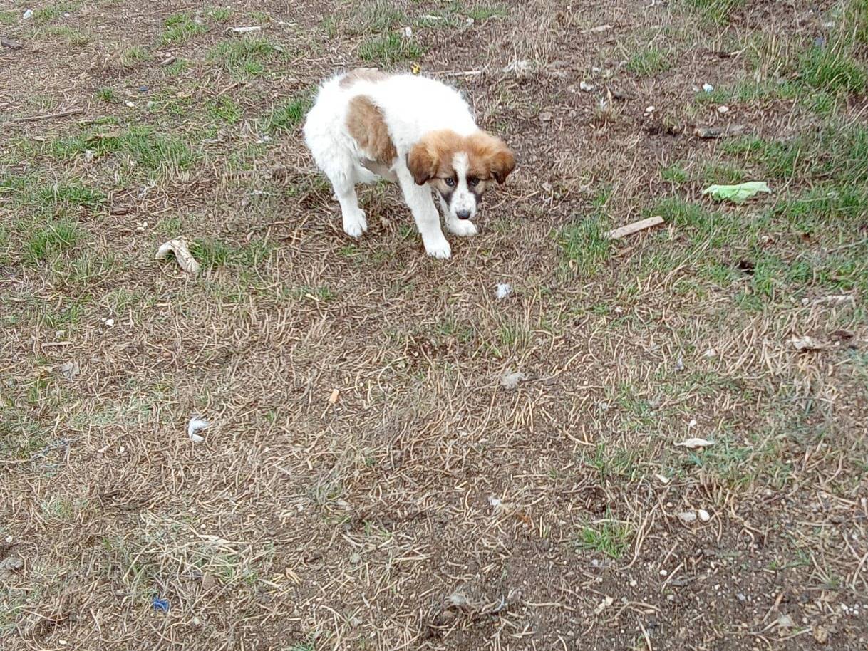 Adozione cane, maschio, Razza sconosciuta Razza sconosciuta, 4 mesi, taglia media, Avellino