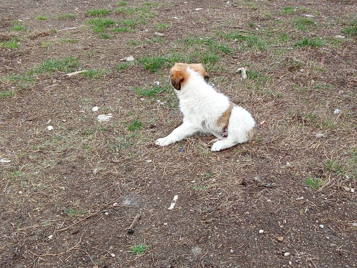 Adotta un cane, maschio, 4 mesi, Avellino