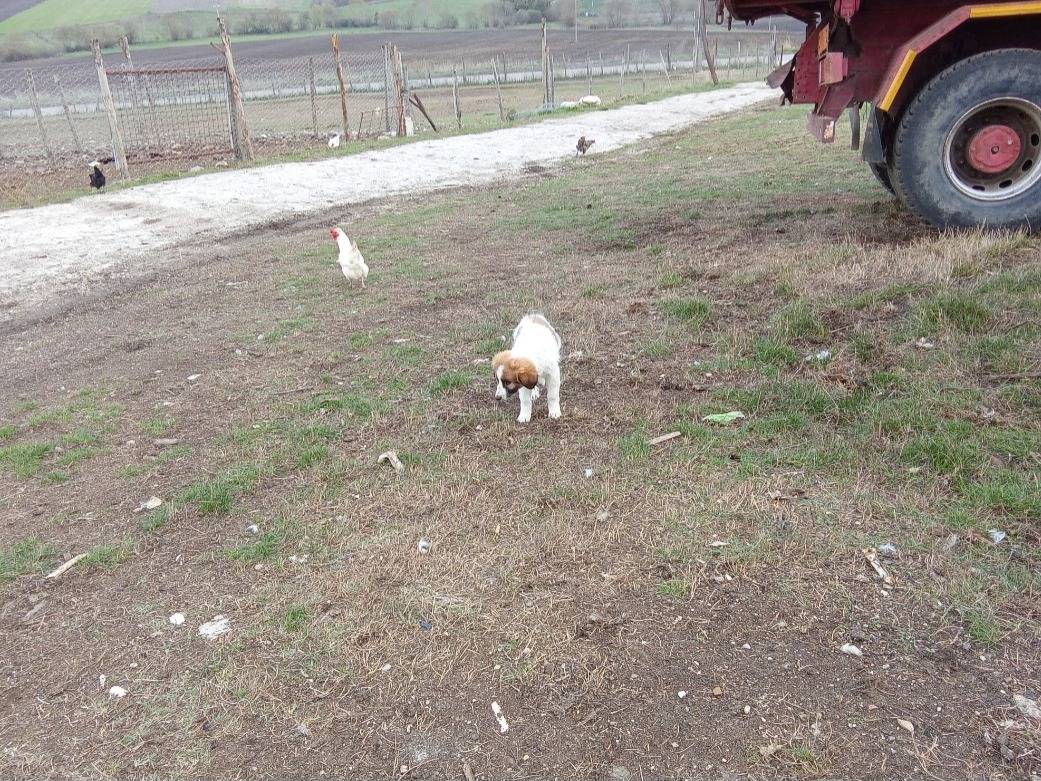 Adotta un cane, taglia media, maschio, Avellino