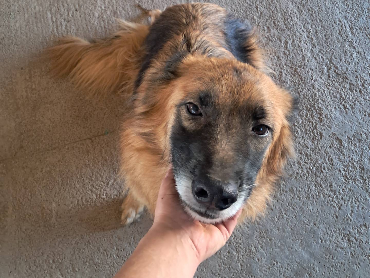 Adozione cane, femmina, Razza sconosciuta Razza sconosciuta, 8 anni, taglia grande, Caserta