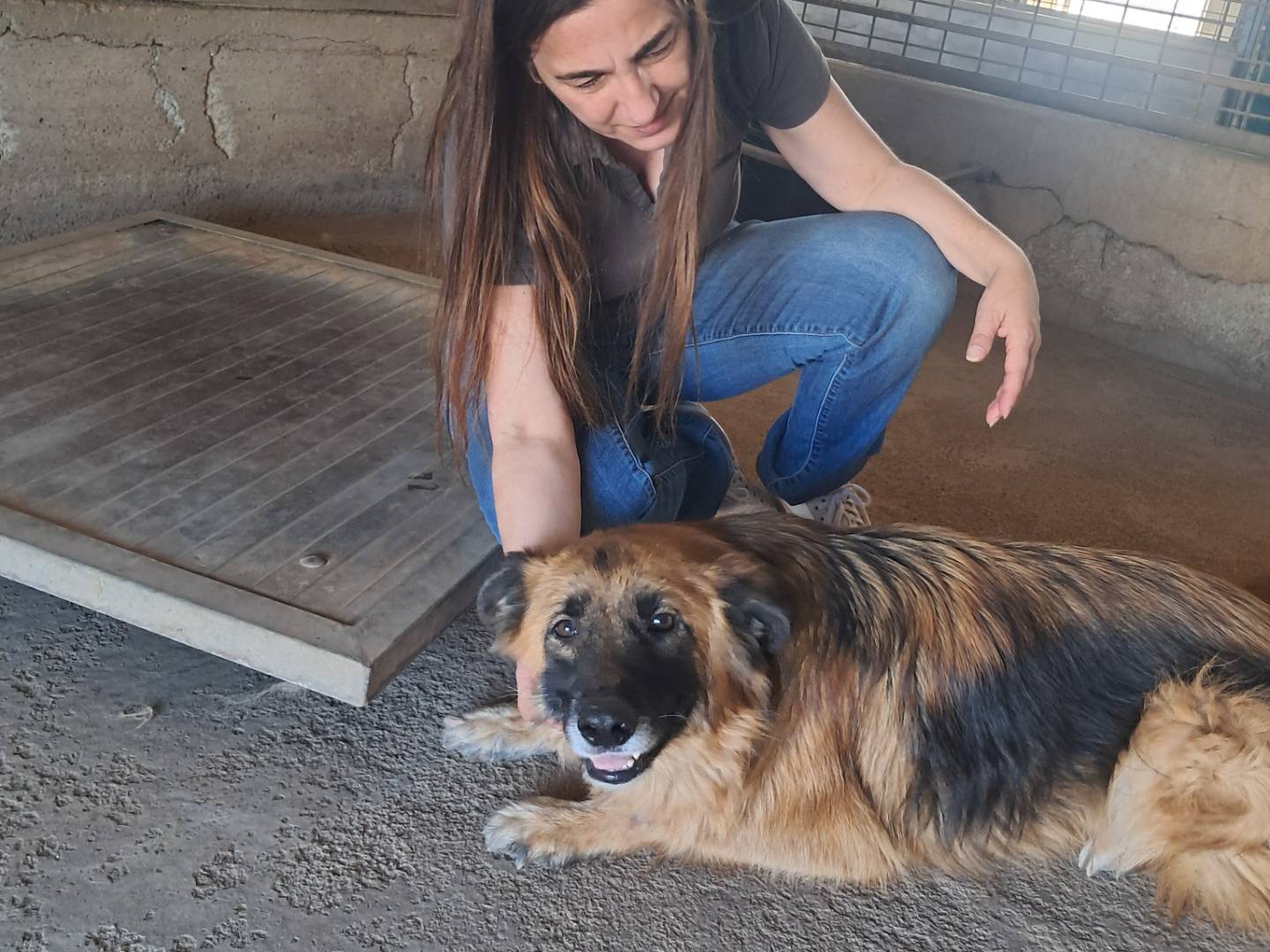 Adotta un cane, femmina, 8 anni, Caserta