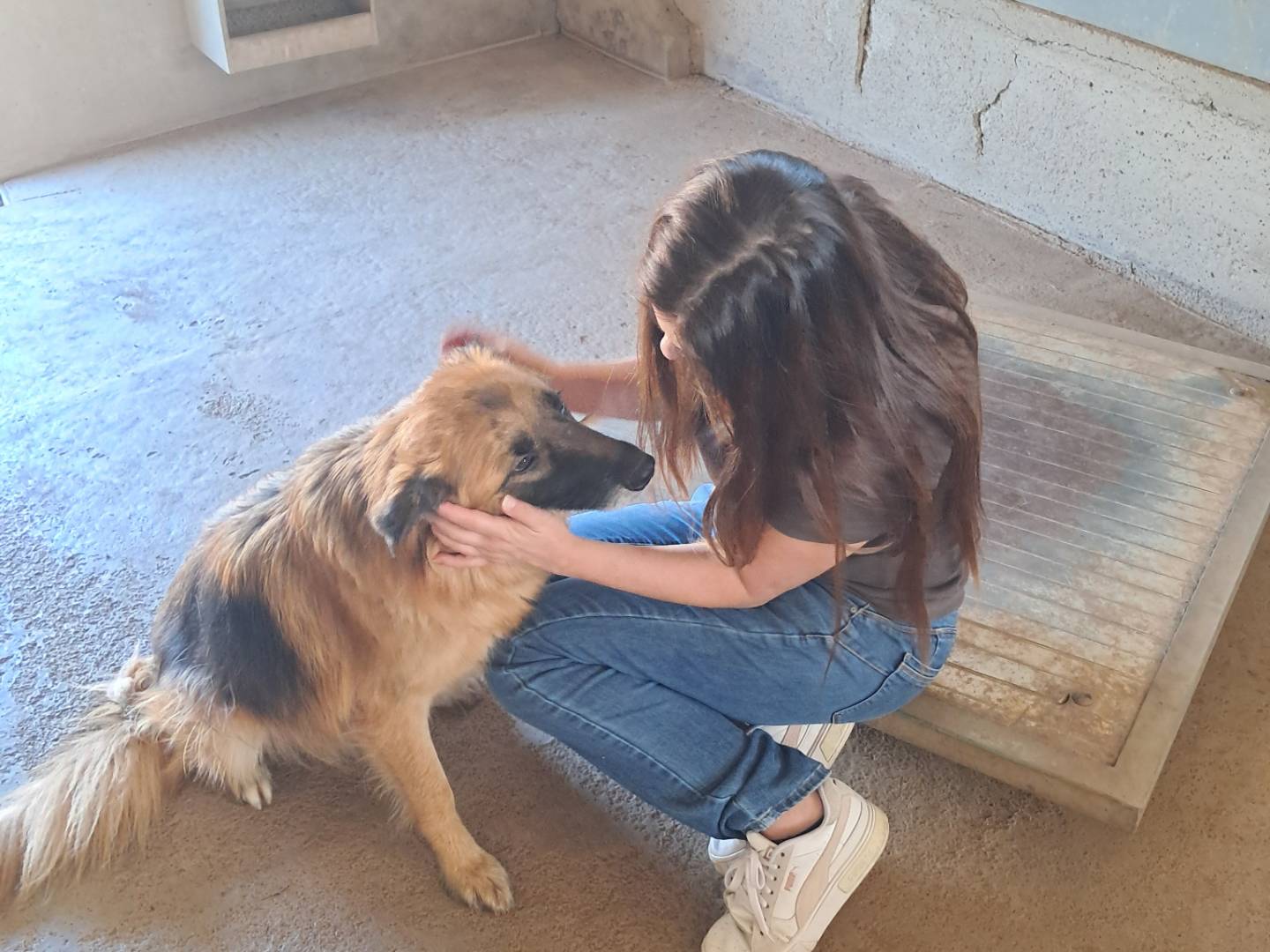 Adotta un cane, taglia grande, femmina, Caserta