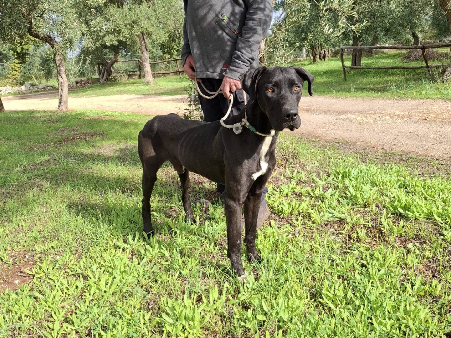 Adotta un cane, maschio, 1 anno e 4 mesi, Milano