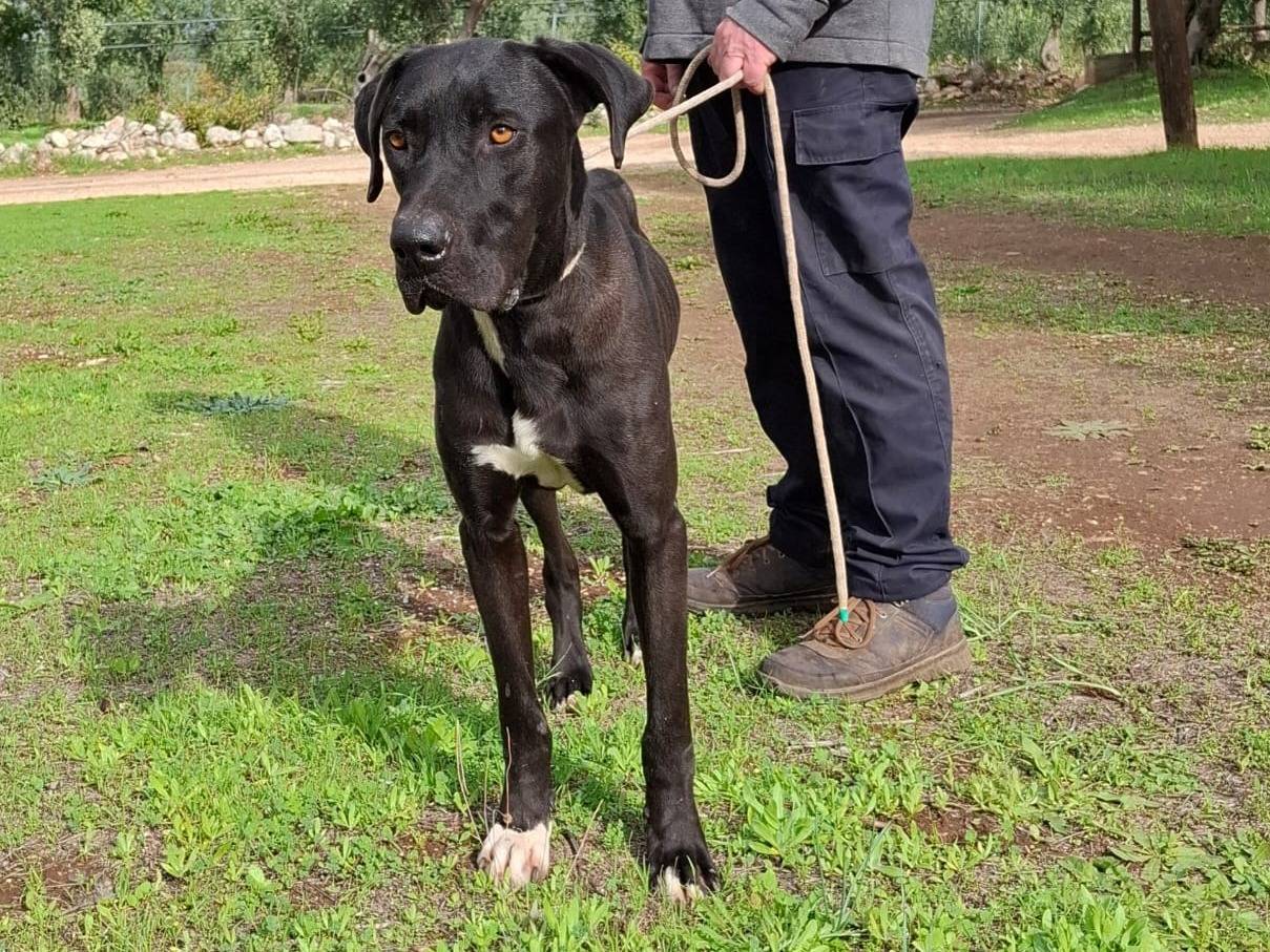 Vuoi adottare un cane a Milano?