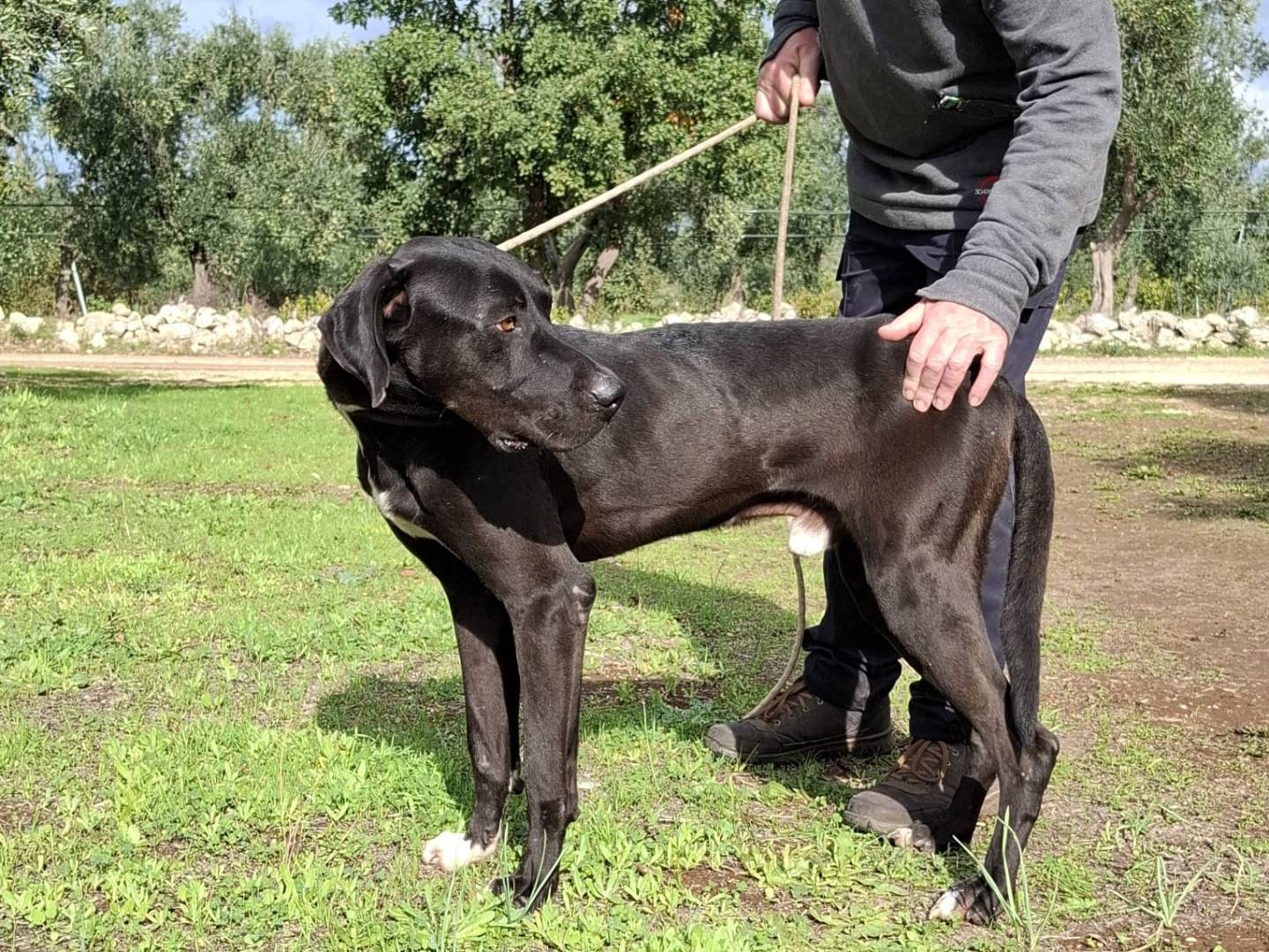 Adotta il cane KEMAL a Milano