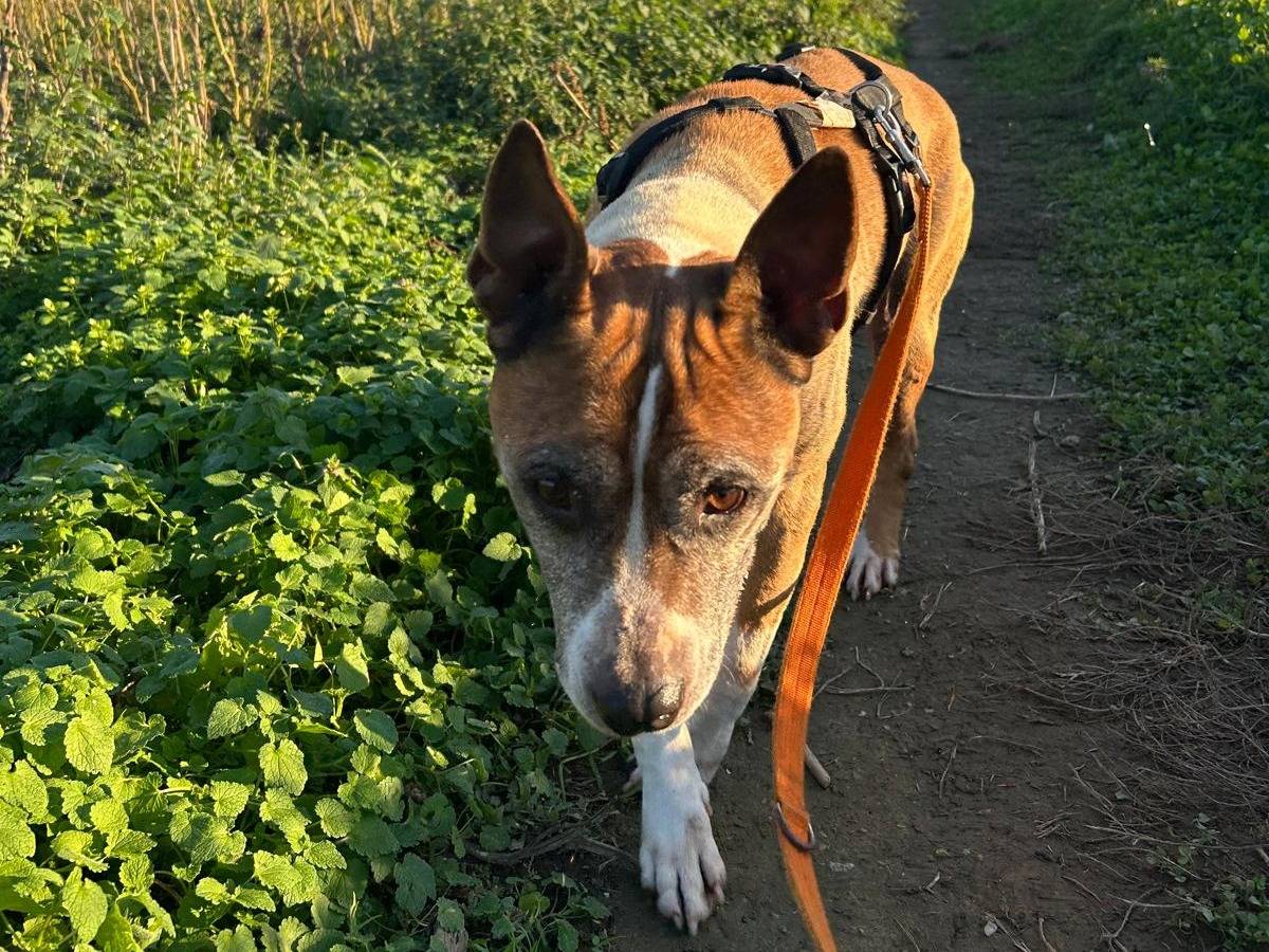 Adozione cane, maschio, Amstaff Razza sconosciuta, 11 anni e 5 mesi, taglia media, Milano