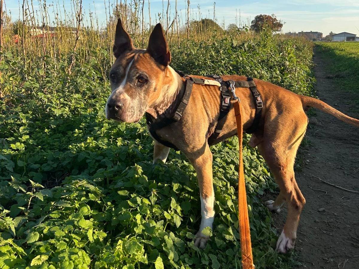 Adotta un cane, maschio, 11 anni e 5 mesi, Milano
