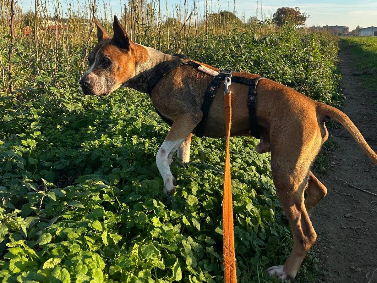 Adotta un cane, taglia media, maschio, Milano