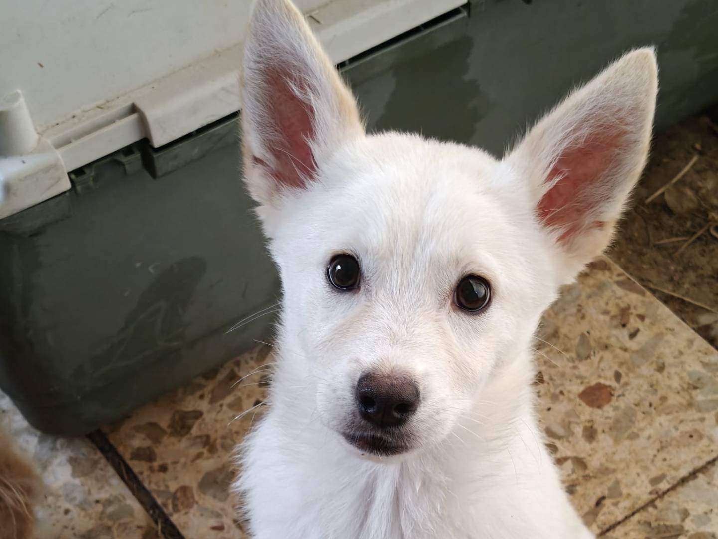 Adozione cane, femmina, Razza sconosciuta Razza sconosciuta, 4 mesi, taglia media contenuta, Milano