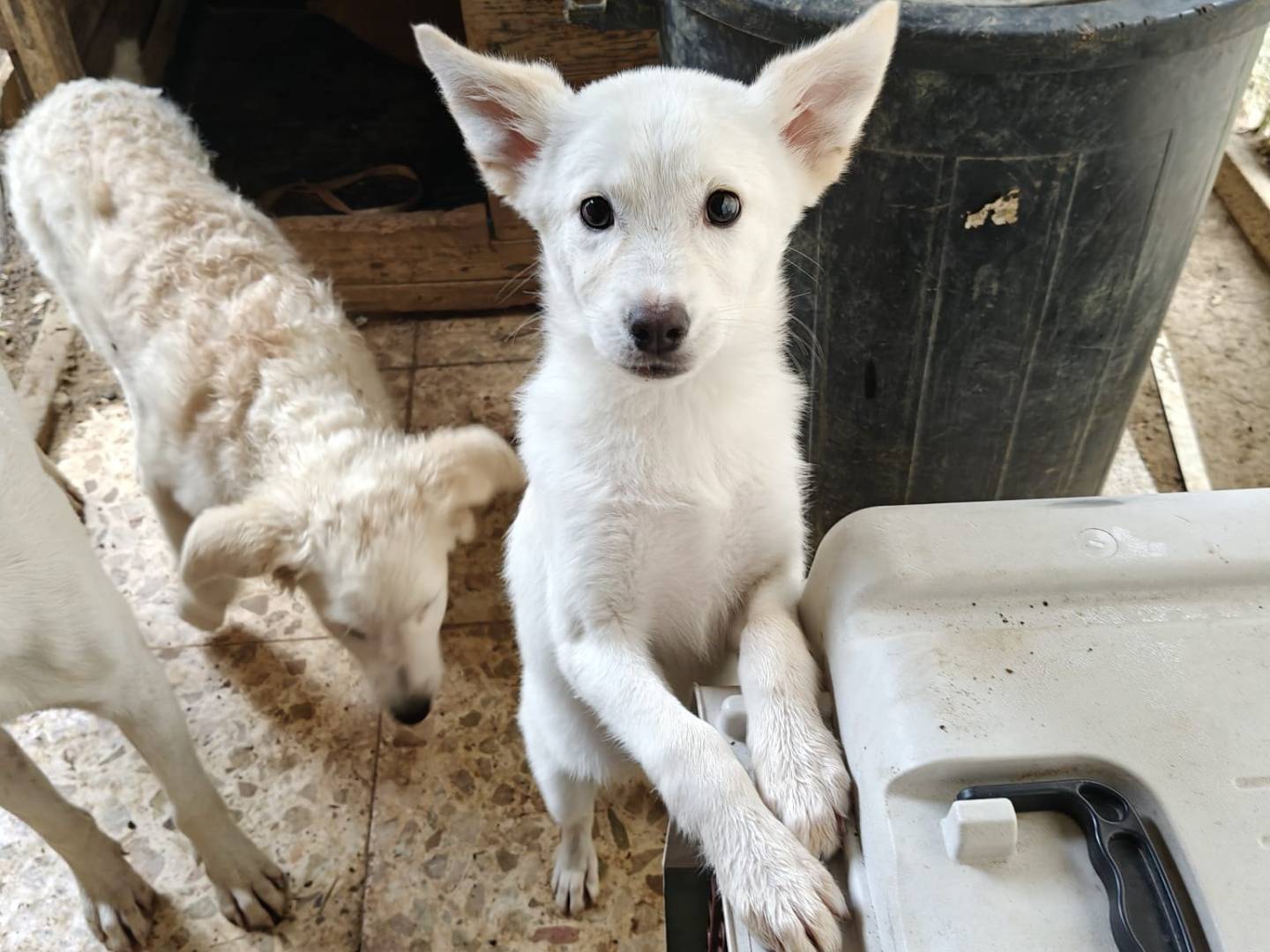 Adotta un cane, femmina, 4 mesi, Milano
