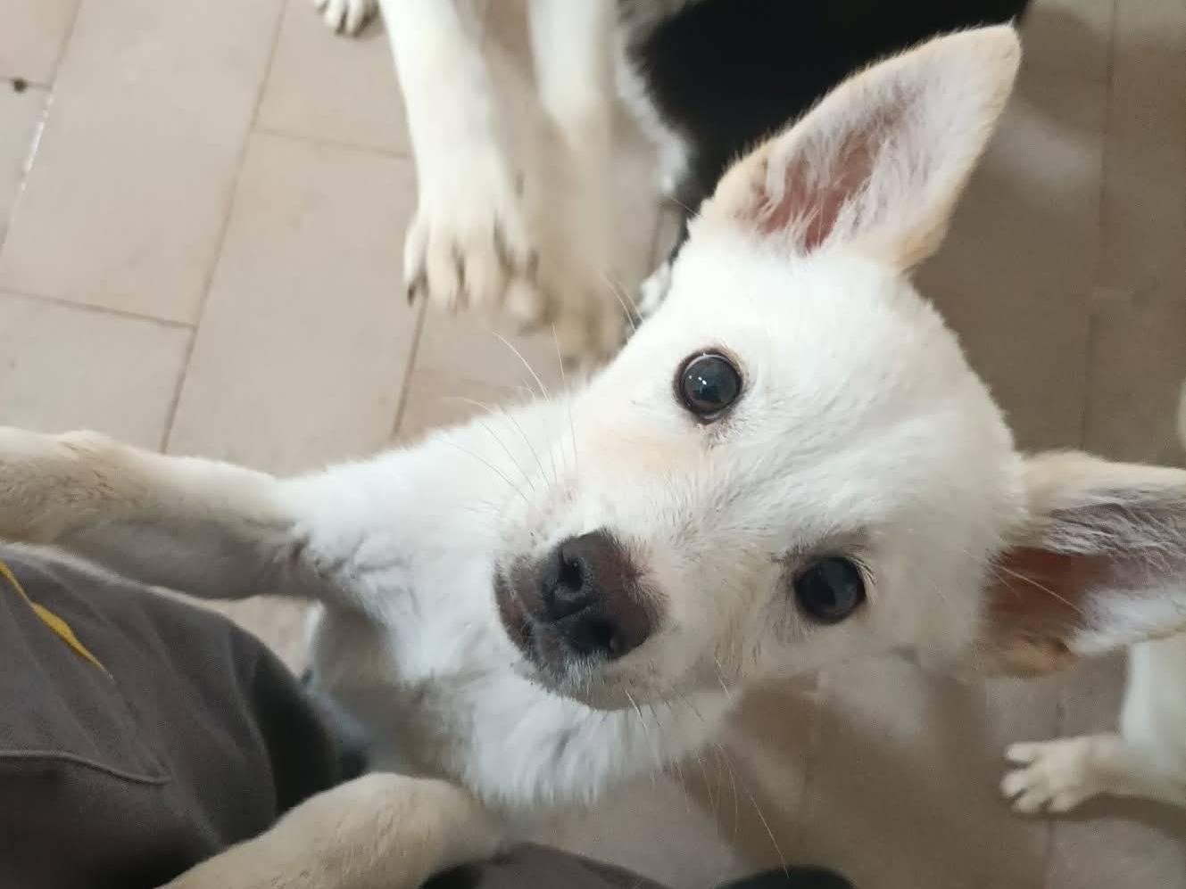 Adotta un cane, taglia media contenuta, femmina, Milano