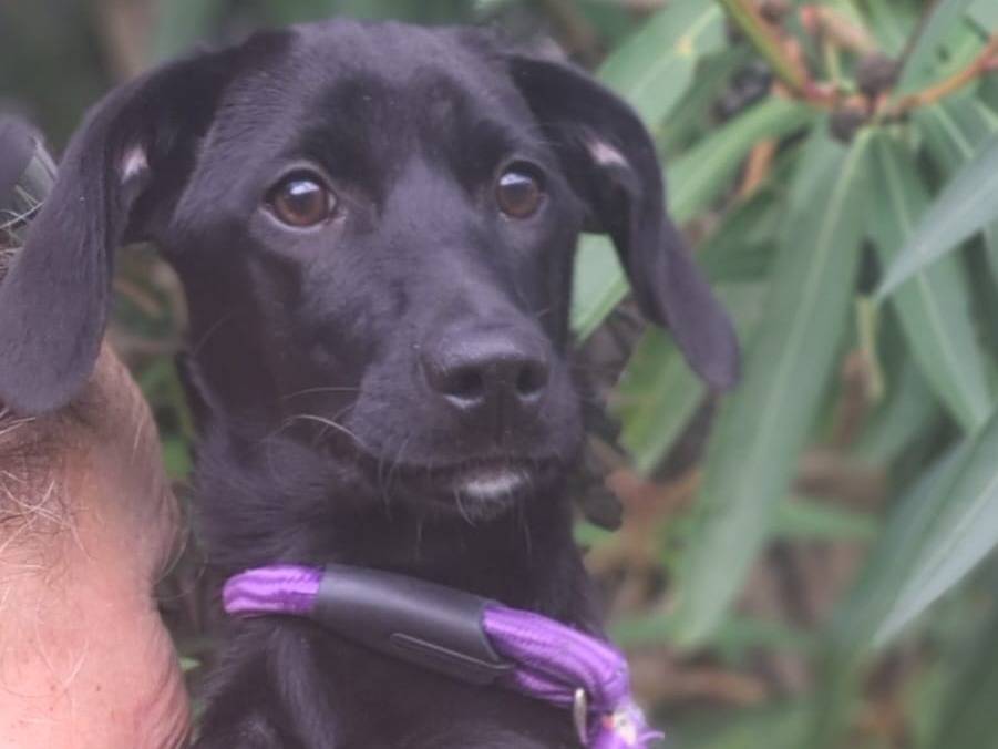 Adozione cane, femmina, Razza sconosciuta Razza sconosciuta, 5 mesi, taglia media contenuta, Milano