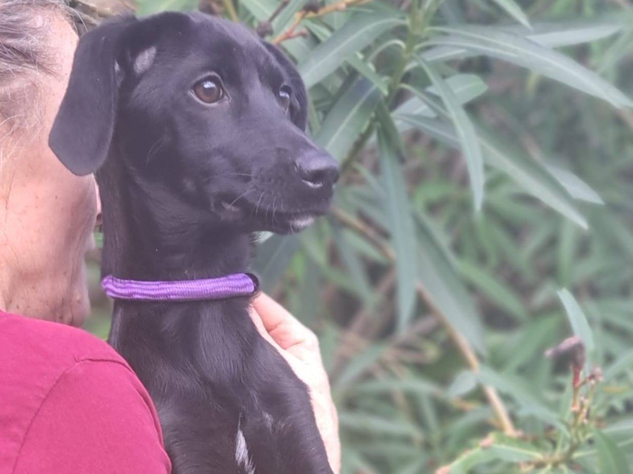 Adotta un cane, femmina, 5 mesi, Milano