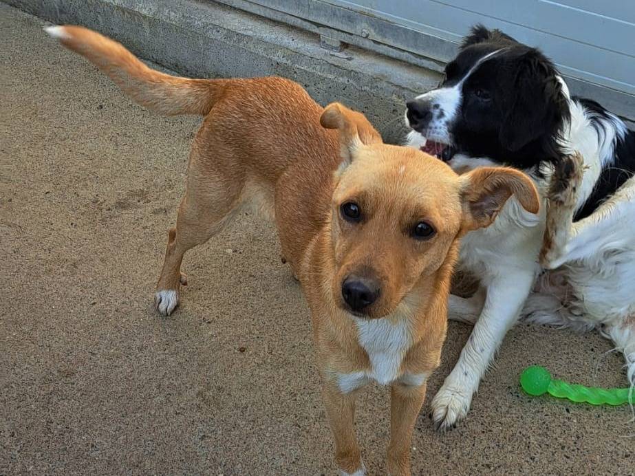 Adozione cane, femmina, Razza sconosciuta Razza sconosciuta, 1 anno e 2 mesi, taglia piccola, Milano
