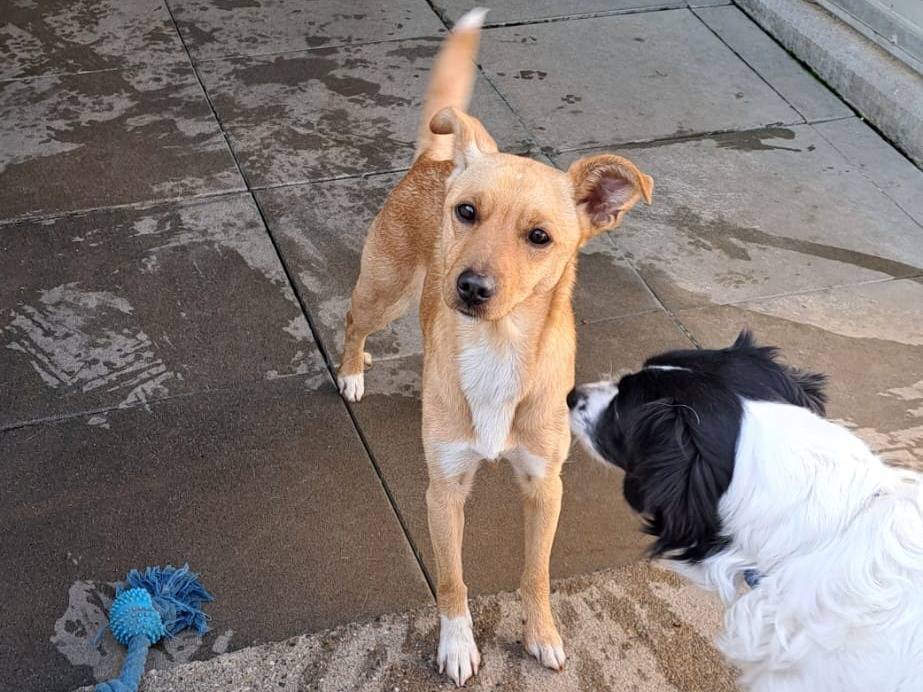 Adotta un cane, femmina, 1 anno e 2 mesi, Milano