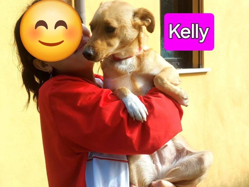 Adotta un cane, taglia piccola, femmina, Milano