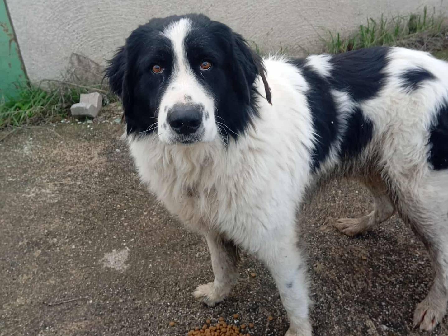 Adozione cane, maschio, Razza sconosciuta Razza sconosciuta, 1 anno e 11 mesi, taglia gigante, Salerno