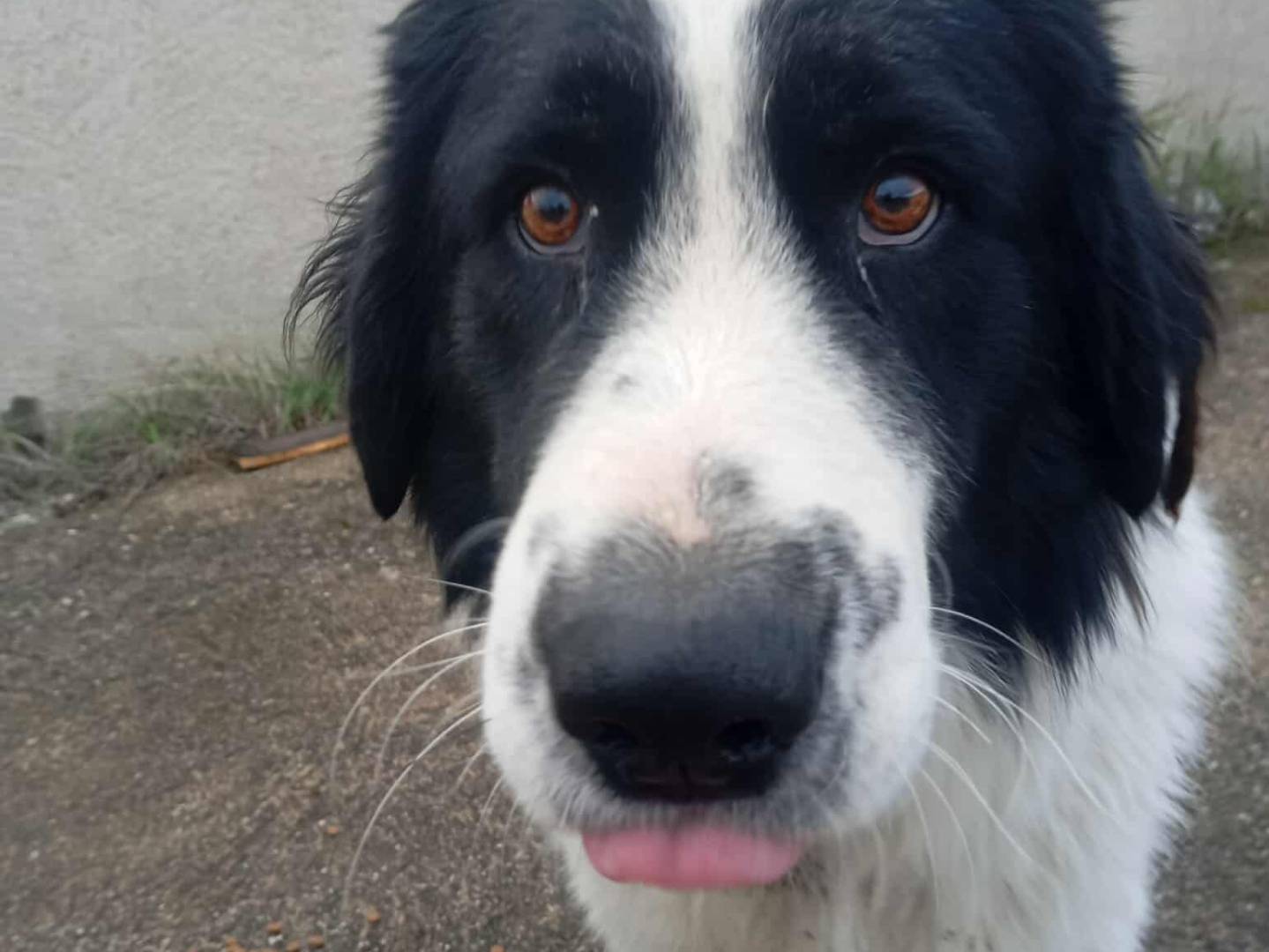 Adotta un cane, maschio, 1 anno e 11 mesi, Salerno