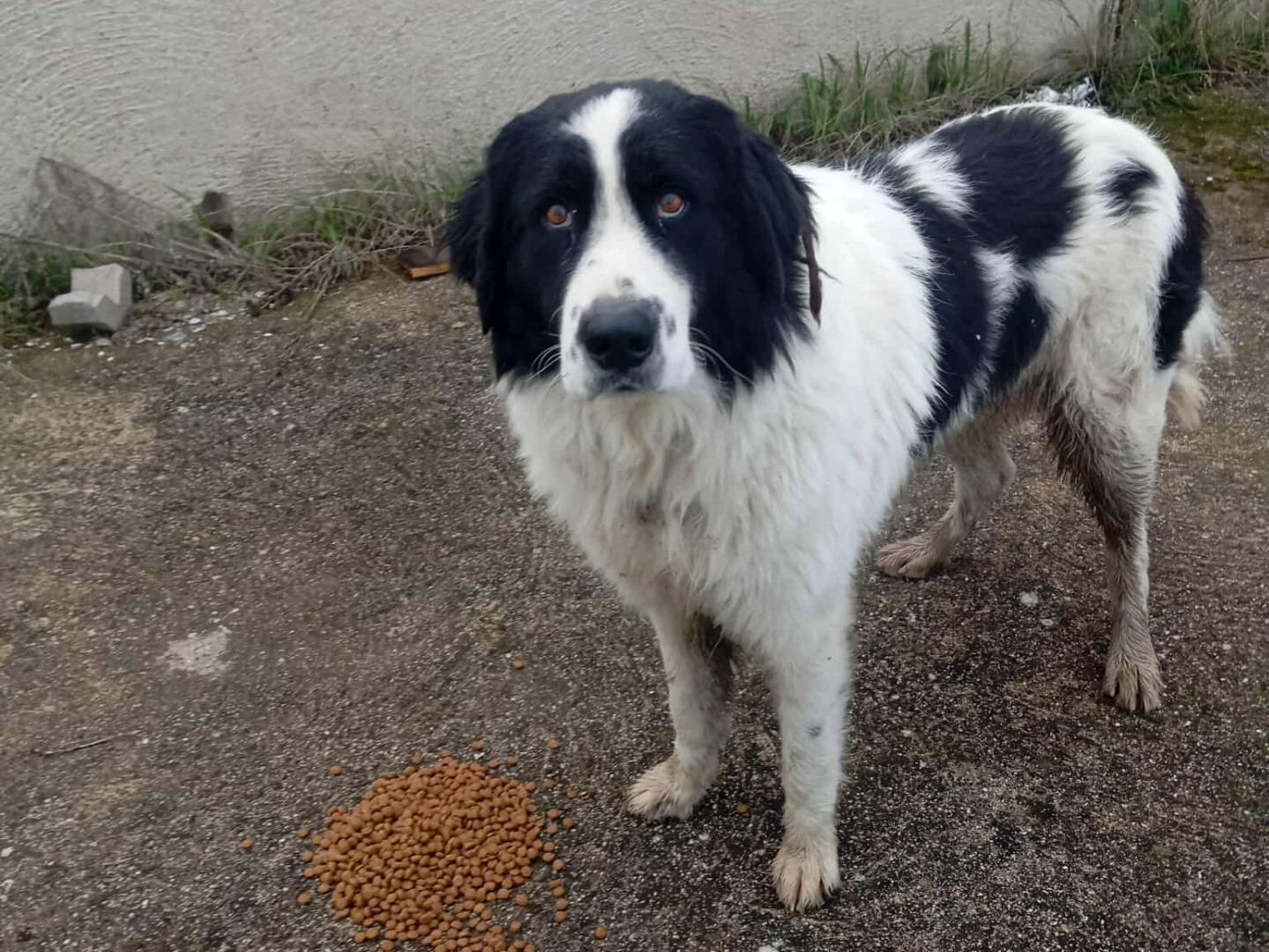 Adotta un cane, taglia gigante, maschio, Salerno