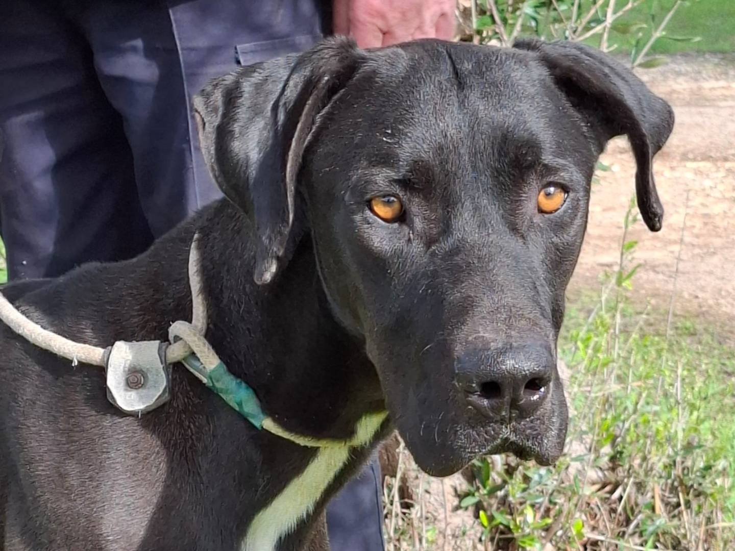 Adozione cane, maschio, Alano Razza sconosciuta, 1 anno e 9 mesi, taglia gigante, Piacenza