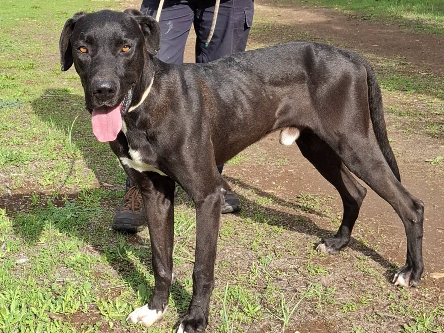 Adotta un cane, maschio, 1 anno e 9 mesi, Piacenza