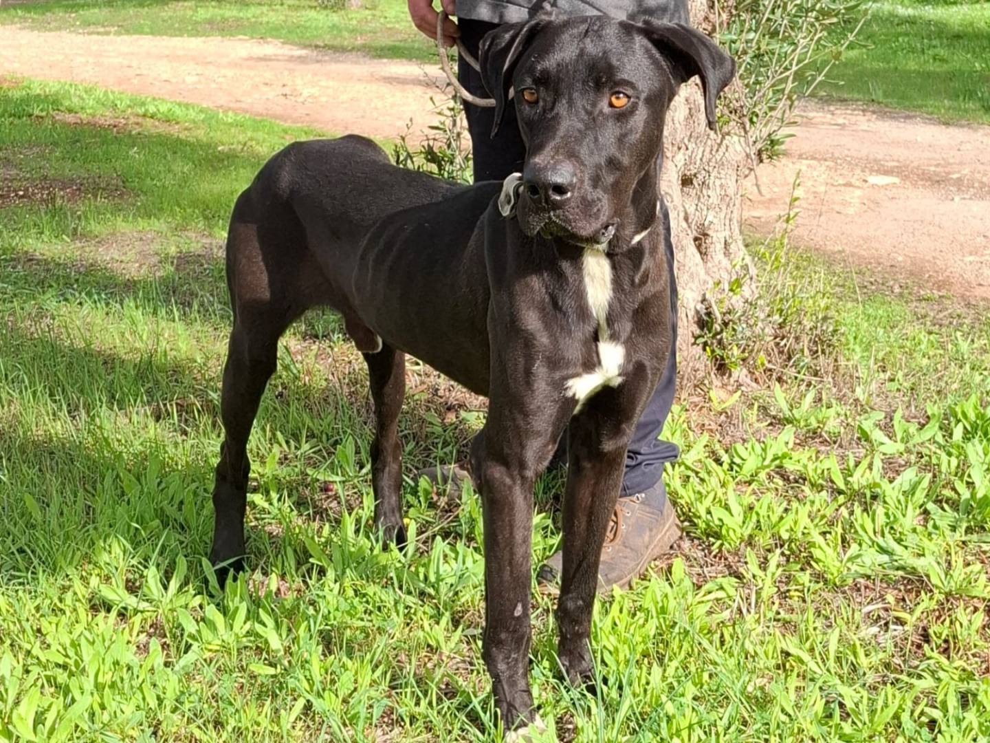 Adotta un cane, taglia gigante, maschio, Piacenza