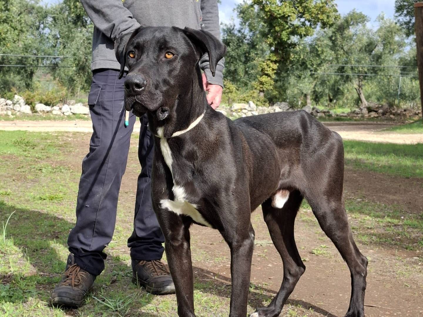 Adotta il cane Kemal a Piacenza