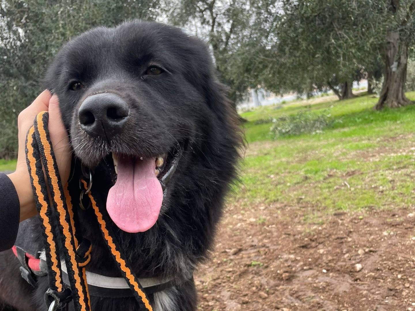 Adozione cane, maschio, Razza sconosciuta Razza sconosciuta, 2 anni e 1 mese, taglia media, Bari