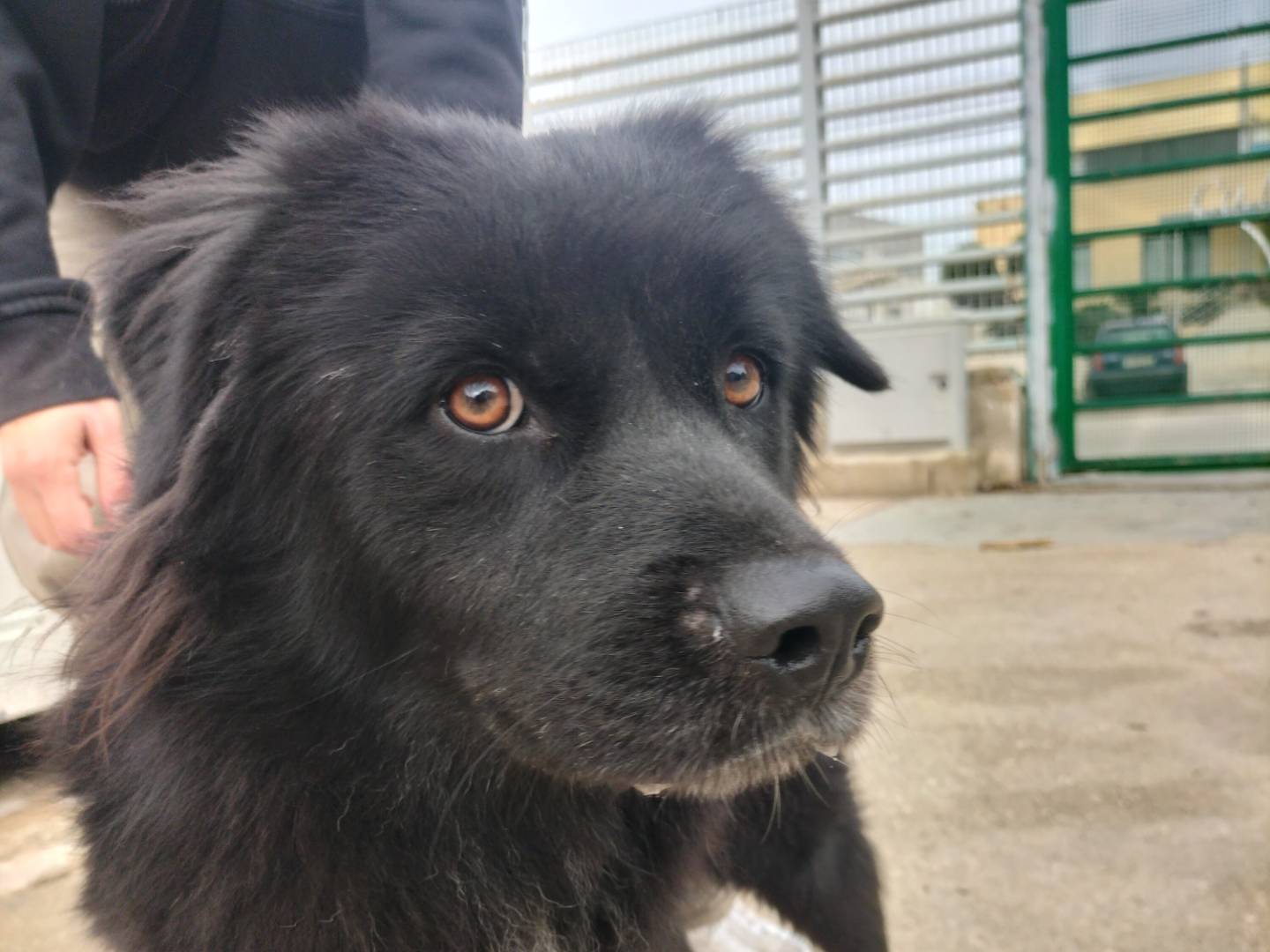 Adotta un cane, maschio, 2 anni e 1 mese, Bari