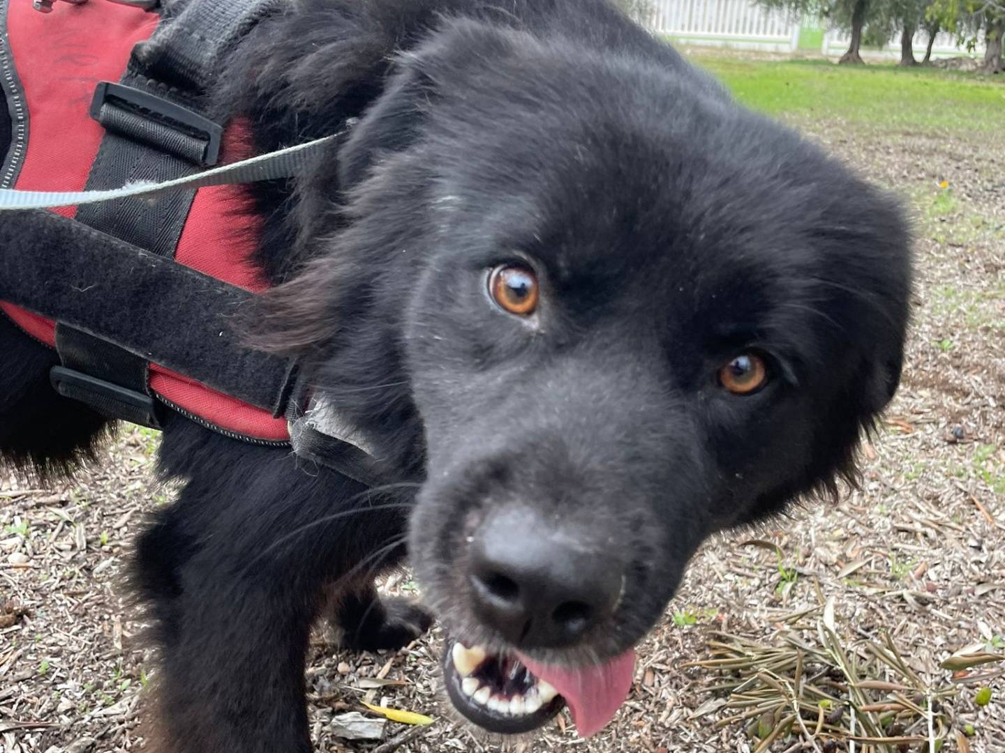 Adotta un cane, taglia media, maschio, Bari