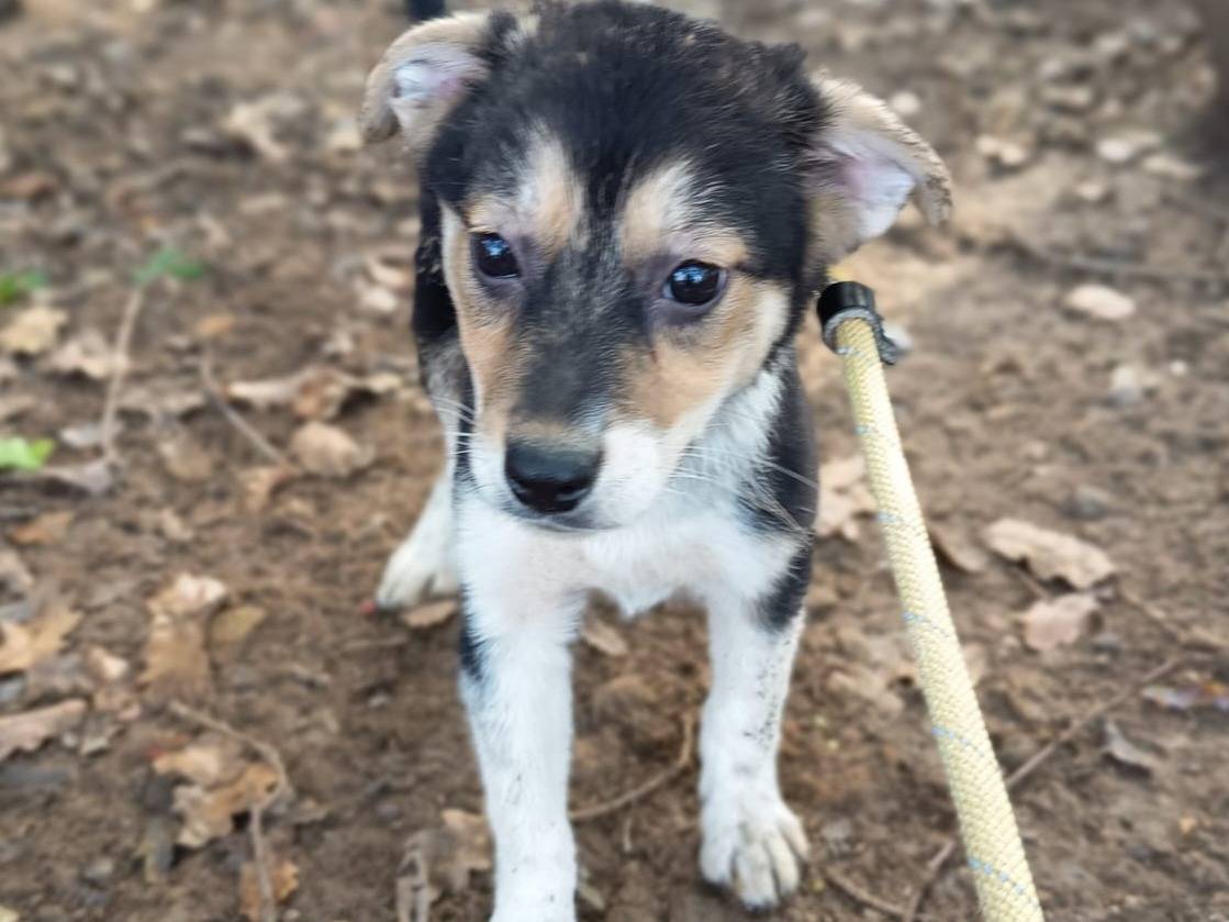 Adozione cane, femmina, Razza sconosciuta Razza sconosciuta, 4 mesi, taglia media contenuta, Varese