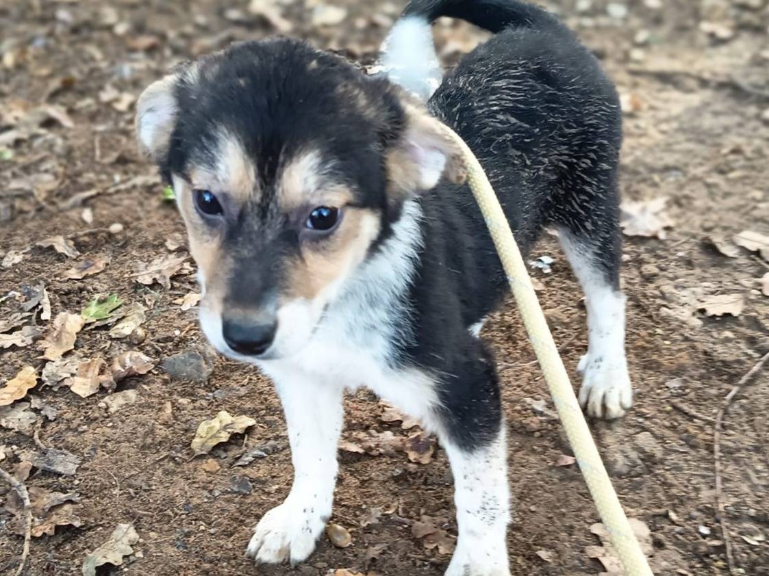 Adotta un cane, femmina, 4 mesi, Varese