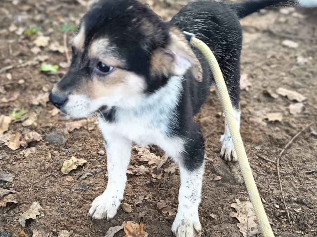Adotta un cane, taglia media contenuta, femmina, Varese