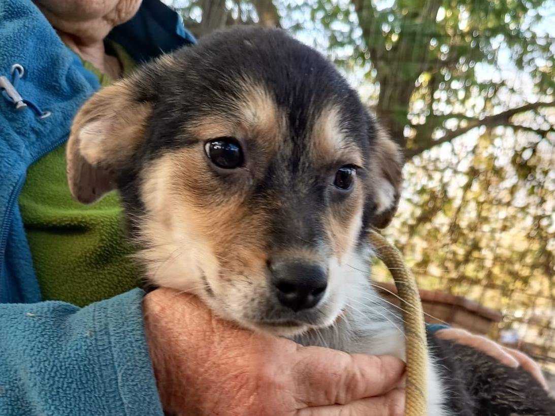 Vuoi adottare un cane a Varese?