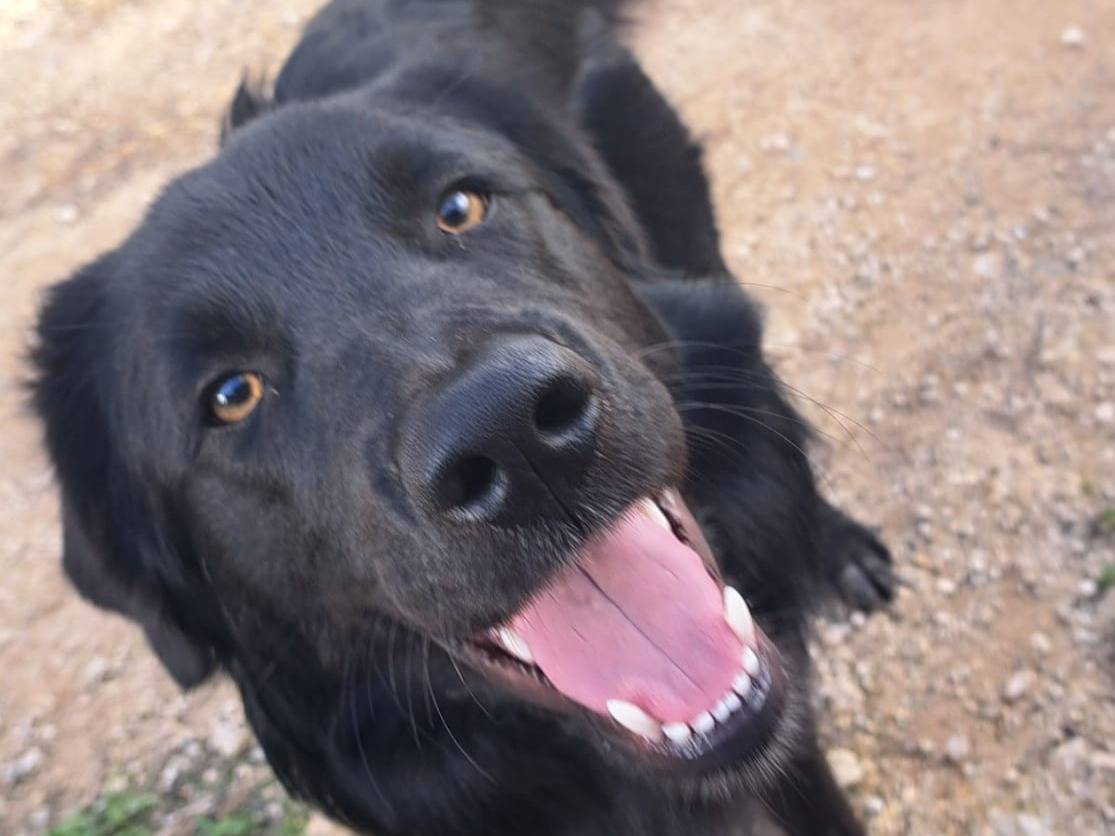 Adozione cane, maschio, Border Collie Razza sconosciuta, 8 mesi, taglia media, Varese