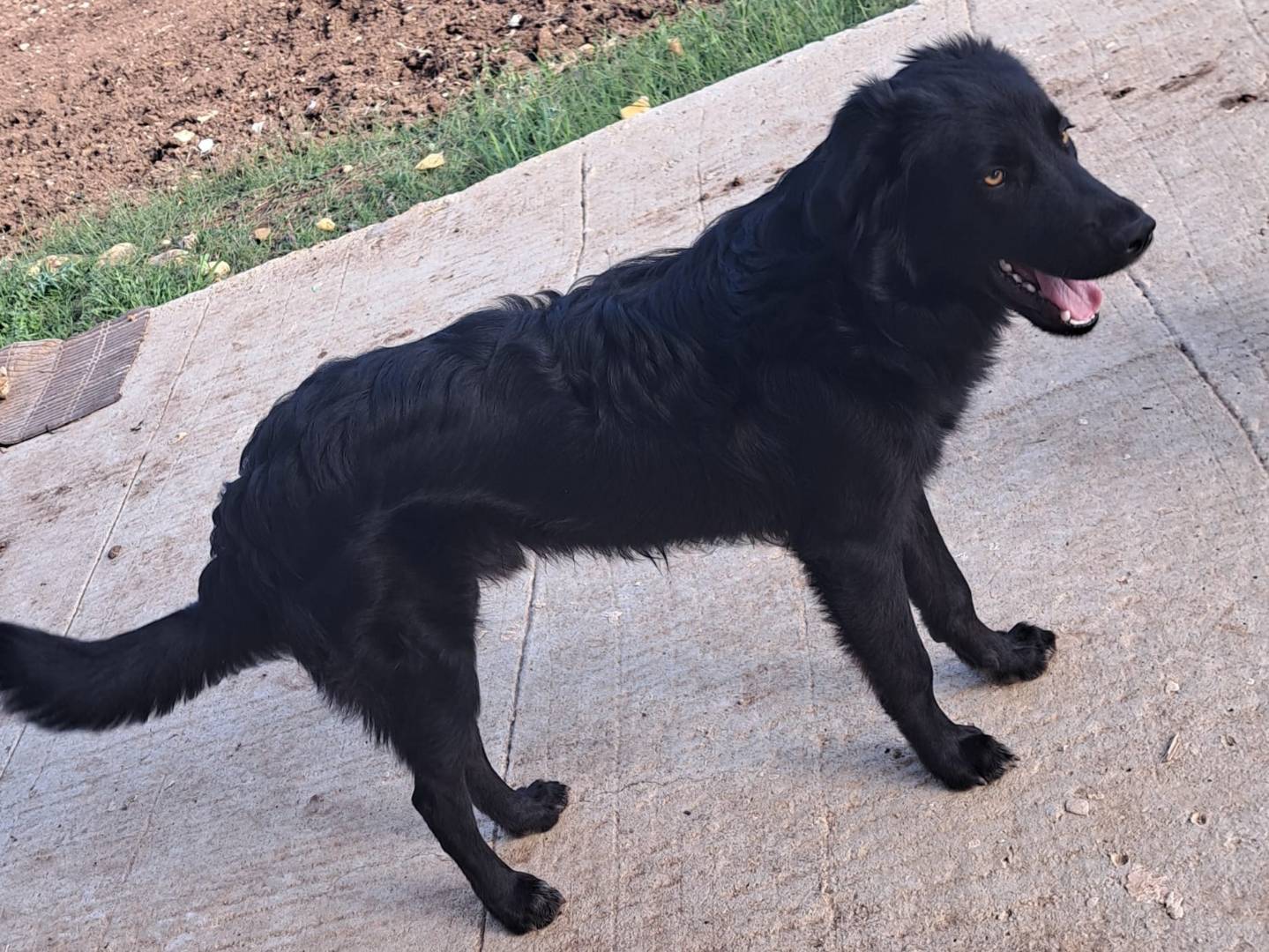 Adotta un cane, maschio, 8 mesi, Varese