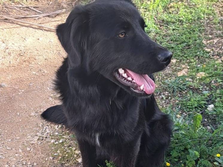 Adotta un cane, taglia media, maschio, Varese