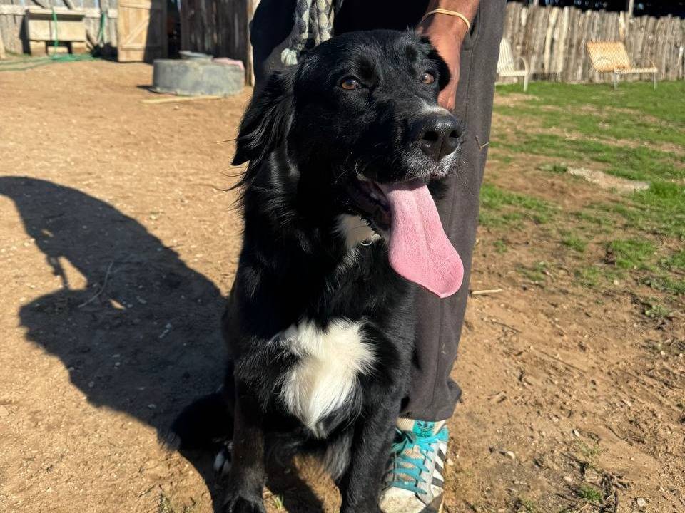 Adozione cane, femmina, Razza sconosciuta Razza sconosciuta, 10 mesi, taglia media, Roma