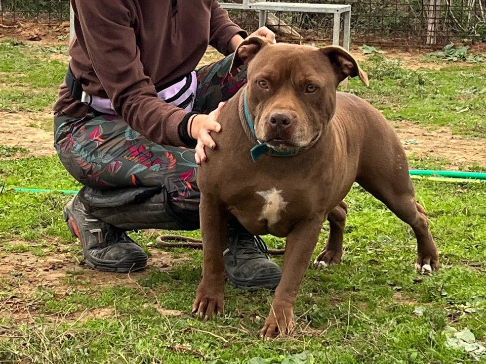 Adozione cane, maschio, Pitbull Razza sconosciuta, 6 anni, taglia grande, Roma