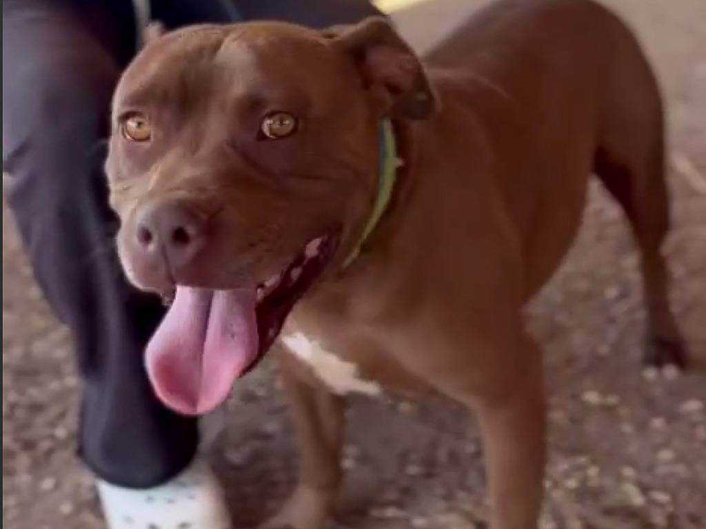 Adotta un cane, maschio, 6 anni, Roma