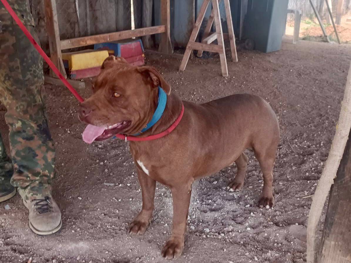 Adotta un cane, taglia grande, maschio, Roma