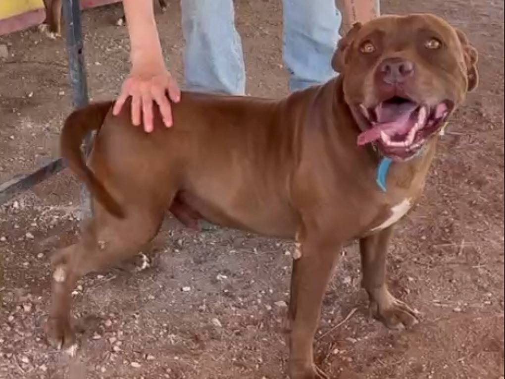 Vuoi adottare un cane a Roma?