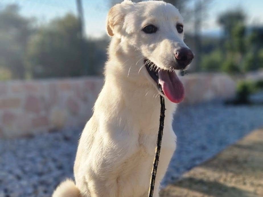 Adozione cane, femmina, Razza sconosciuta Razza sconosciuta, 5 mesi, taglia media, Modena