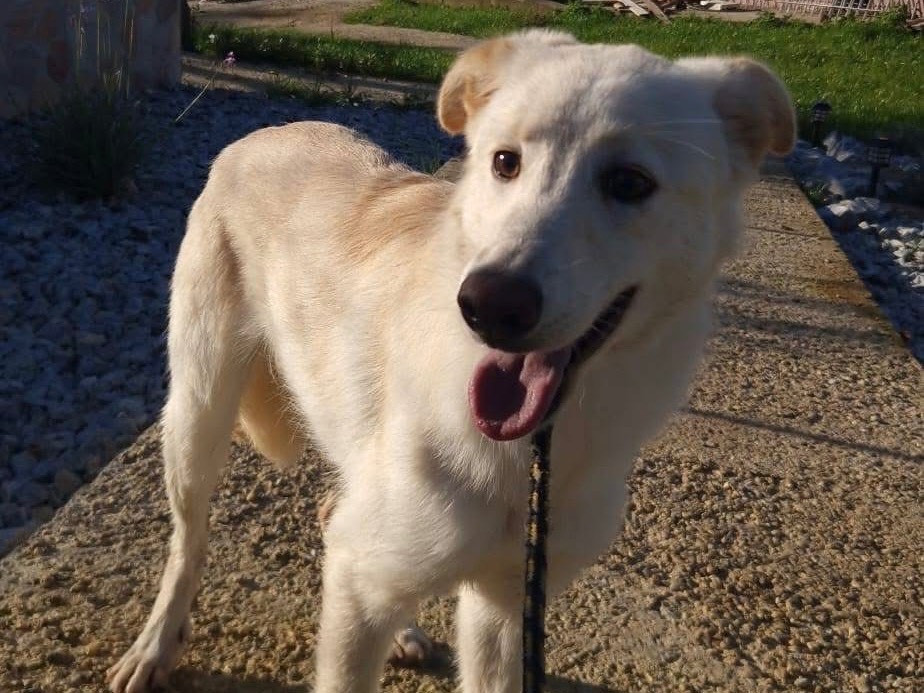 Adotta un cane, femmina, 5 mesi, Modena