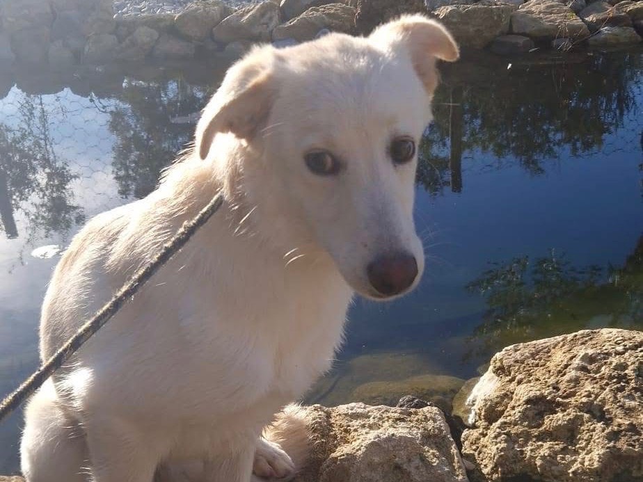 Adotta un cane, taglia media, femmina, Modena