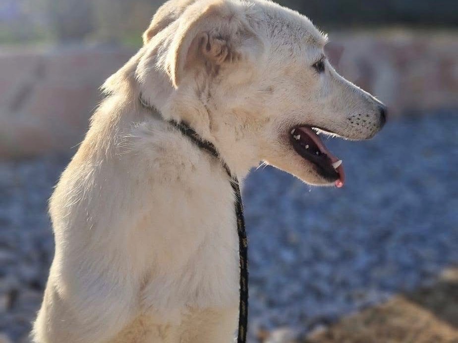 Vuoi adottare un cane a Modena?