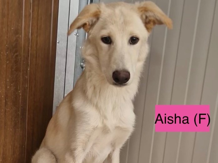 Adotta il cane Aisha a Modena