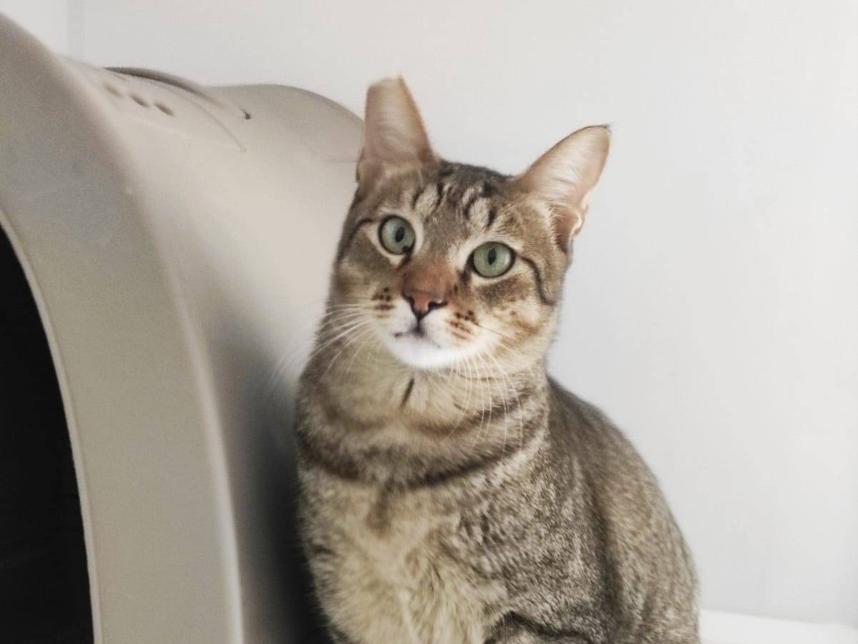 Adozione gatto, maschio, Razza sconosciuta Razza sconosciuta, 1 anno e 1 mese, taglia non valida, Bari