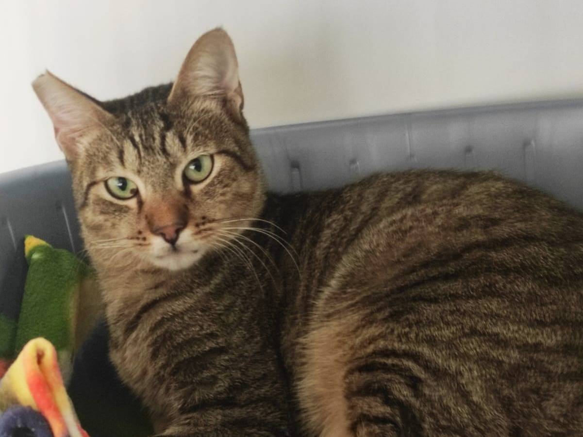 Adotta un gatto, maschio, 1 anno e 1 mese, Bari